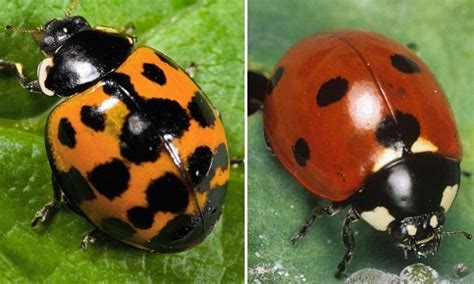 How high can mosquitoes fly? Ladybirds can fly 74 miles in one go: Research shows ...