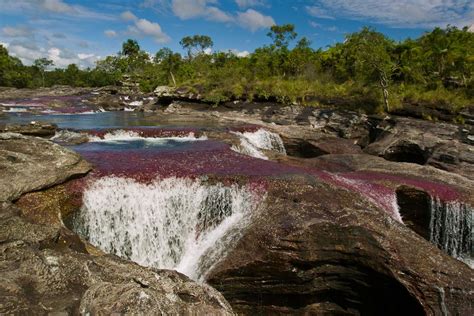 Caño Cristales Colombia One Of Colombias Most Fascinating Natural