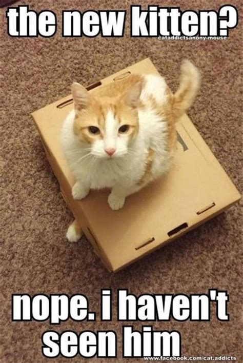 Find and follow posts tagged kitten meme on tumblr. 20 Cute Animal Memes That Will Make You Say "Aww ...