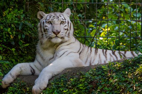 Here you can get the best mac os x tiger wallpapers for your desktop and mobile devices. White Tiger Wallpapers, Pictures, Images