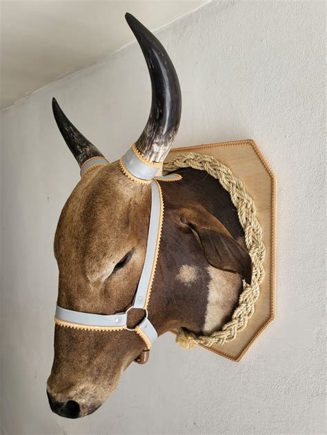 Cabeça De Boi Empalhada
