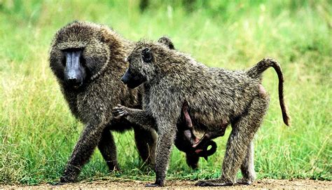 For Male Baboons Being On Top Accelerates Aging Worddisk
