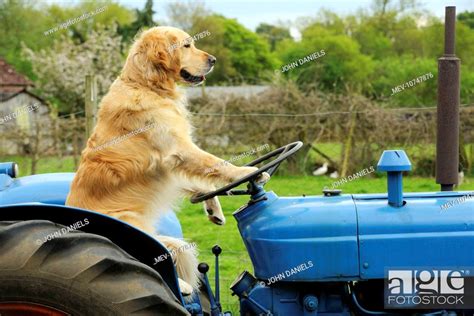 Dog Golden Retriever Sitting On Tractor Stock Photo Picture And