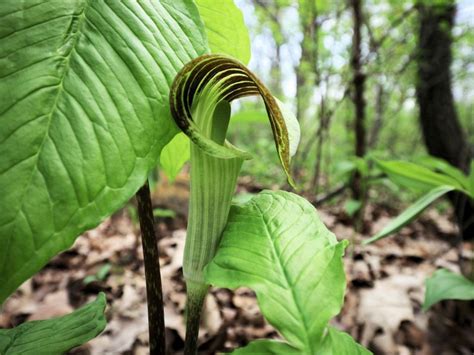 Caring For Jack In The Pulpit Flower Jack In The Pulpit Growing Info