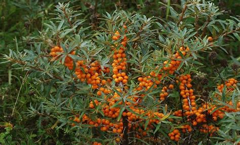 The name sea buckthorn may be hyphenated to avoid confusion with the unrelated true buckthorns. Medicinal plant sea buckthorn benefits and uses (Hippophae ...