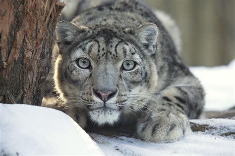 Why Are Snow Leopards Endangered Mystart