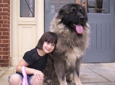 Caucasian Ovacharka A Dog Used To Hunt Bearsaka Big Fluffy Loyal
