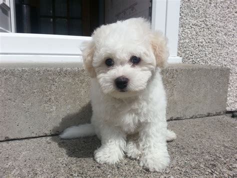 Bailey At 3 Months Oldjust A Little White Ball Of Fluff Bichon