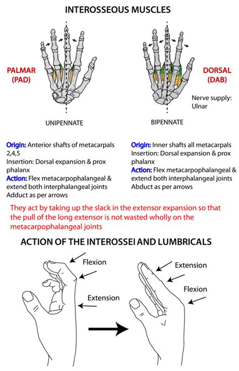 Instant Anatomy Upper Limb Areasorgans Hand Interossei