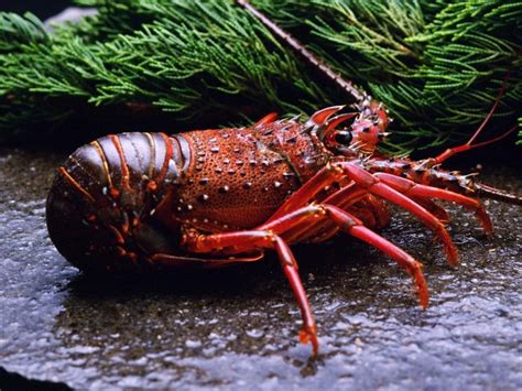 Animals Food Lobsters Seafood Crustaceans Lobster Crayfish Fauna