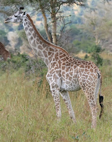 Giraffes Use Their Necks As Weapons In Combat Aka Necking Combatants