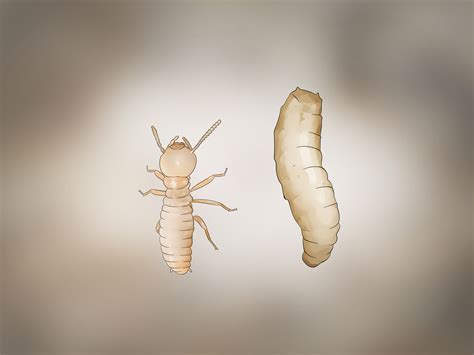 Termite Pictures Of Termite Larvae
