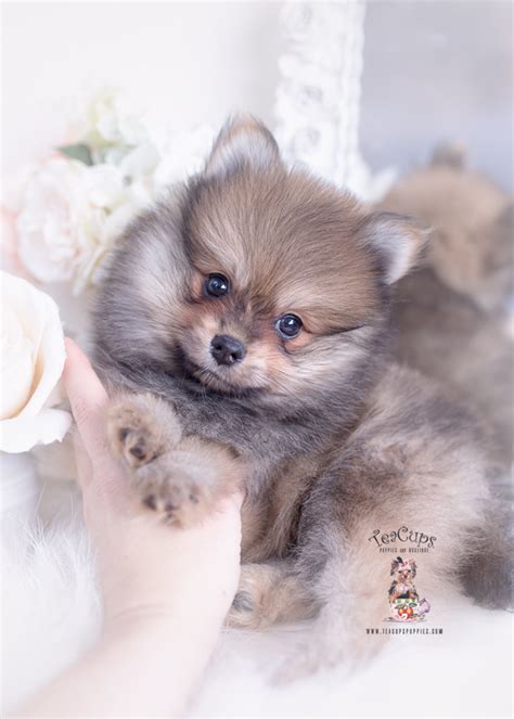 Red Sable Pomeranian Puppies Teacup Puppies And Boutique