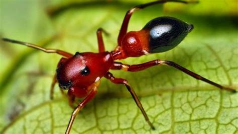 صور حشرة النمل الحمراء الخطيرة السامة Red Dangerous Ants Images