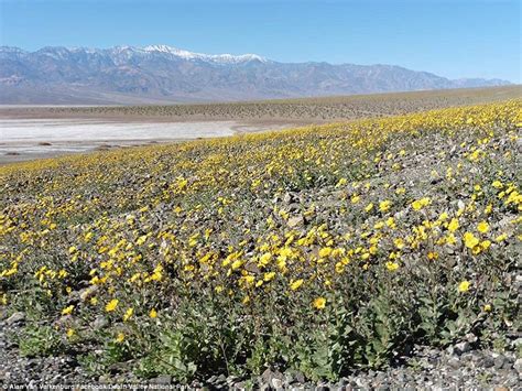 A rare super bloom of wildflowers in death valley national park has covered the hottest and driest place in north america with a carpet of gold, attracting every spring, some wildflowers bloom before it gets scorching hot, but the abundance of flowers this year is extremely unusual and happens about. Death Valley flower super bloom in pictures and video ...