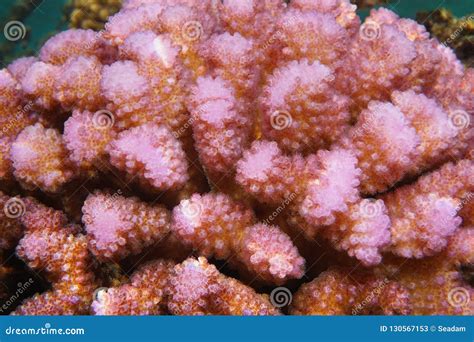 Pink Coral Pocillopora Close Up Stock Image Image Of Nature