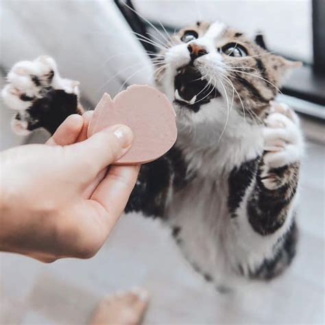 Master Kitties On Instagram “how Is She 🤔🤔💕🐕 Follow Us Kittiesmaster 📸 Koftetr
