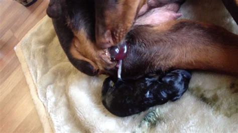 Some people say that you can give a 2 month old puppy some peanut butter which is likely okay but only give them a little bit and not too much so. Sophia Giving Birth to Doberman Pinscher Puppy - YouTube