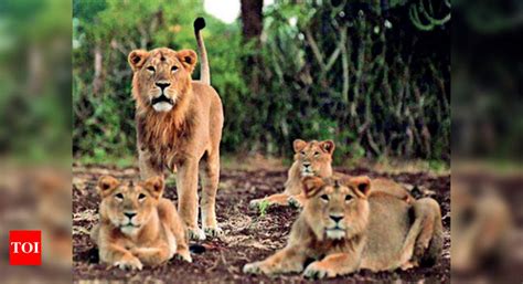 Gujarat Hunger Games Pitting Angry Lions Against Human Beings Ahmedabad News Times Of India