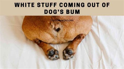 White Stuff Coming Out Of Dogs Bum 9 Menacing Facts 2023