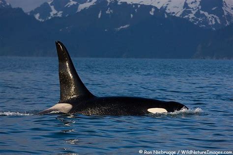 Orca Whale Photo Orca Whales Kenai Fjords National Park Orca