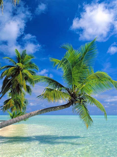 Posted on october 31st, 2020 at 5:20 pm by admin posted in air jordan 1 retro, jordan tags: Tropical Paradise At Maldives iPad Wallpaper, Background ...