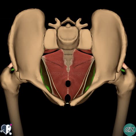 Male Anatomy Pelvic Muscle Blub