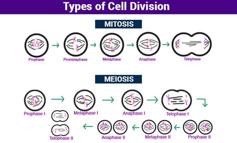 Explore The Stages Of Two Types Of Cell Division Mitosis