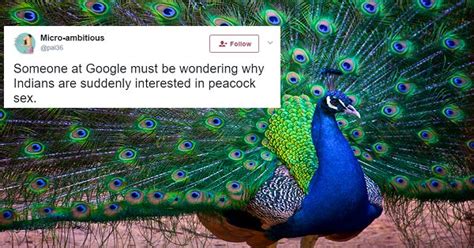 rajasthan judge says peacocks don t have sex and twitter explodes with laughter scoopwhoop
