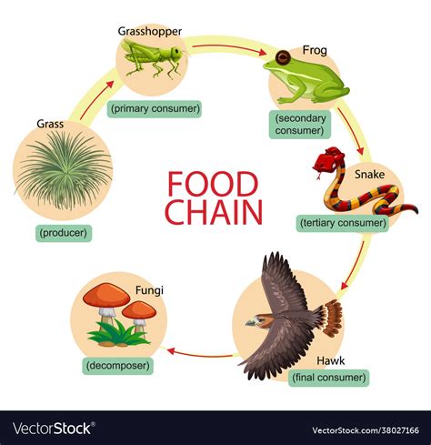 Diagram Showing Food Chain Royalty Free Vector Image