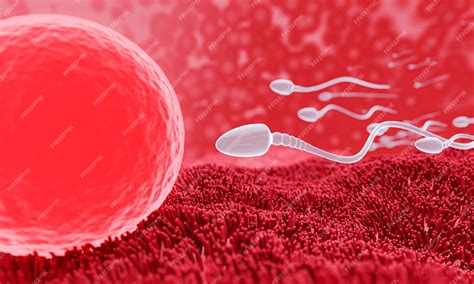 Premium Photo The Sperm Is Directed Towards The Egg To Do Human Mating A Prefertilization