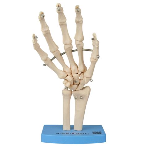 Esqueleto Da Mão Com Ossos Do Punho Centermedical
