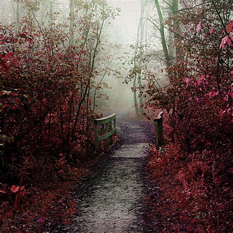 Autumn Mist Path Ipad Air Wallpapers Free Download
