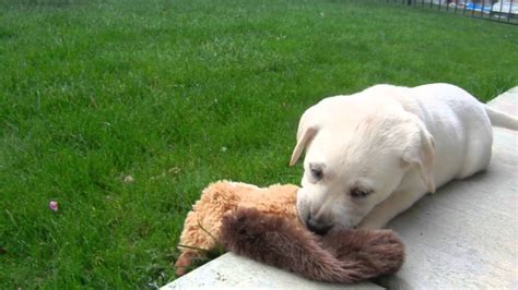 You may place a hot water bottle filled with warm water, wrapped in a towel, in puppy's crate to simulate another pup. Labrador puppy's first day home! - YouTube
