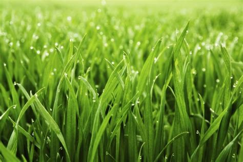 Check spelling or type a new query. BioGrass Sod Farms - Studio 5