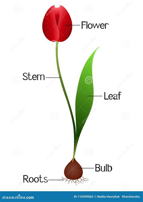 An Illustration Showing Parts Of A Tulip Plant Stock Vector
