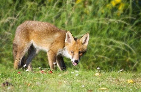 Orange Fox Outdoors Free Image Download