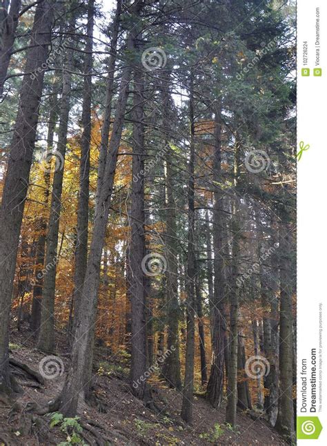 Autumn In The Thick Woods Stock Photo Image Of Environmemt 102726224