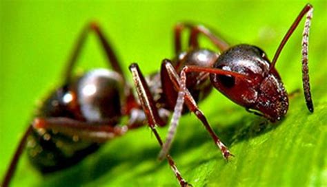 A queen ant (formally known as a gyne) is an adult, reproducing female ant in an ant colony; Aprendendo Mais Sobre as Formigas | Animais - Cultura Mix