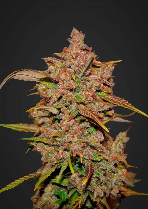 Crystal Meth Auto » Fast Buds, Fast Buds - Autoflowering, Seeds