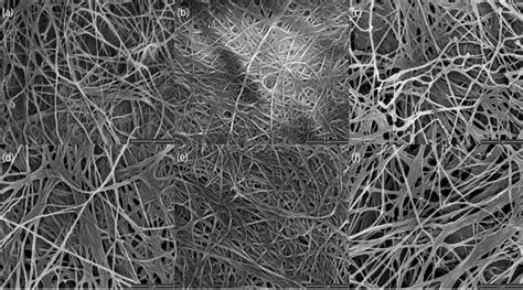 Sem Images For Bc A Controlled Bc B Co Cultured Bc C 036 Pullulan