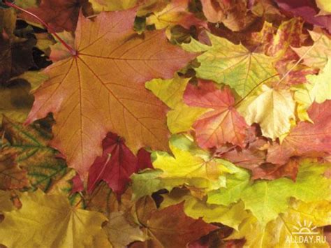 Осенние листья. Обсуждение на LiveInternet - Российский Сервис Онлайн-Дневников