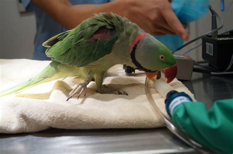 Bird Vet Perth And Melbourne Chicken Parrots Etc The Unusual Pet Vets