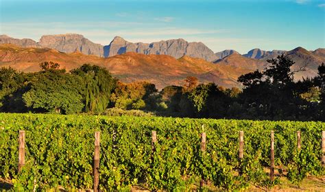 Vineyard In South African Western Cape Terre Dorigines