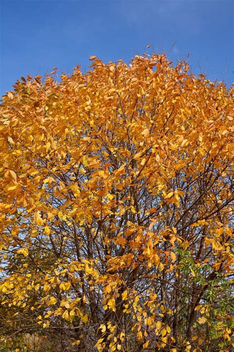 Beech Trees With Golden Leaves Stock Photo Image Of Autumn Leaf