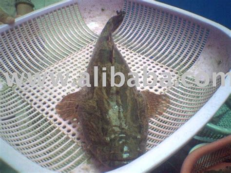 Live Sand Marble Goby Soon Hock Fishindonesia Price Supplier 21food