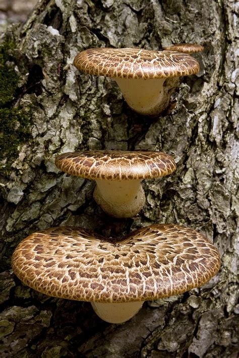 Edible Wild Mushrooms In Michigan Artofalchemydesign
