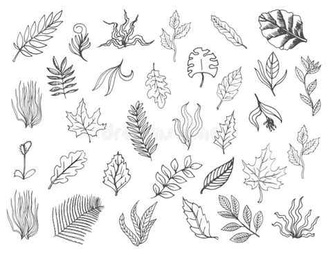 Set Of Vector Doodle Leaves Hand Drawn Illustrations Isolated On White