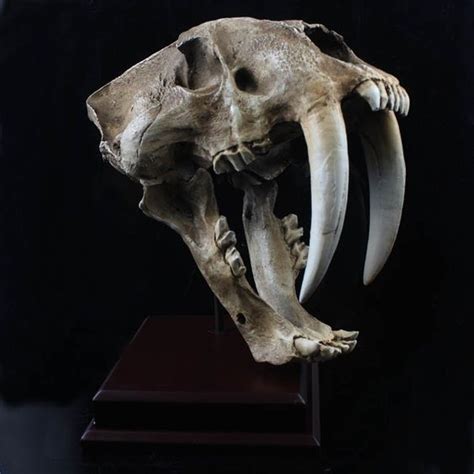 Saber Tooth Tiger Skull Animal Skeletons Smilodon Animal Bones