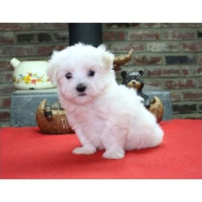 Of teacup dog tutu dress online puppy dresses. Teacup Maltese Puppies For Re-homing